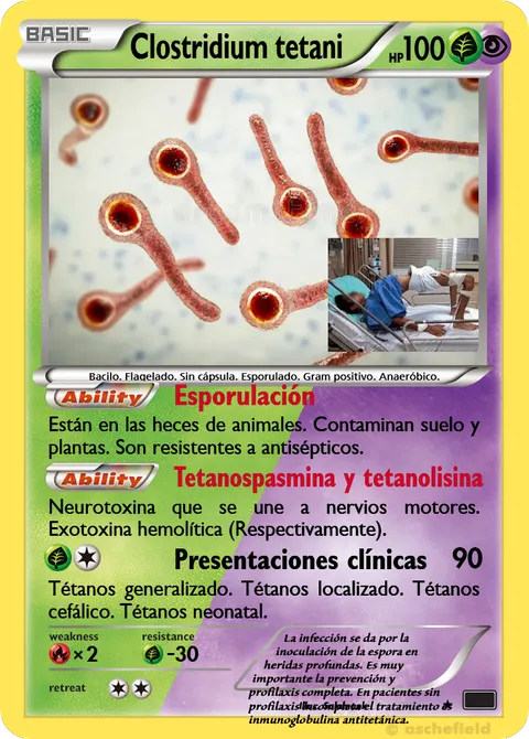 Clostridium tetani