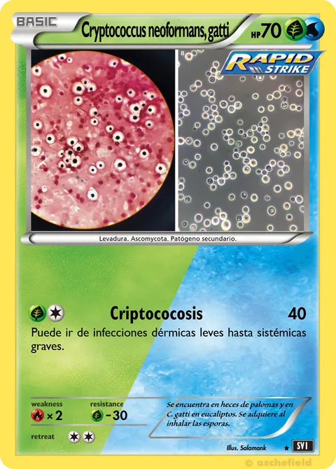 Cryptococcus neoformans, gatti