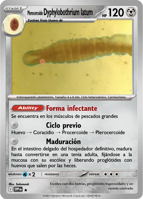 Dyphylobothrium latum