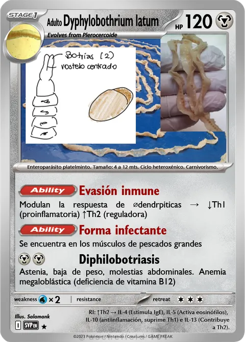 Dyphylobothrium latum