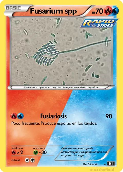 Fusarium spp