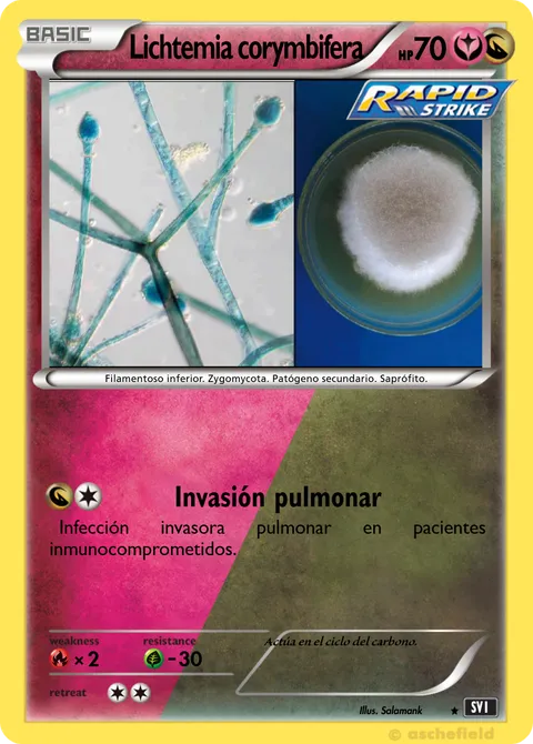 Lichtemia corymbifera