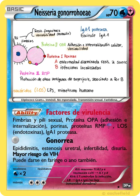 Neisseria gonorrohoeae