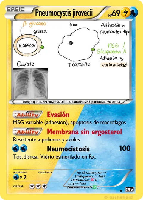 Pneumocystis jirovecii