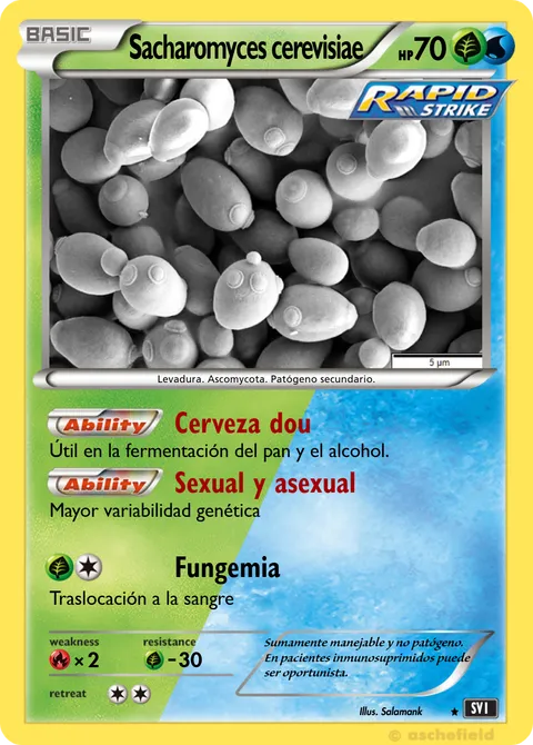 Sacharomyces cerevisiae