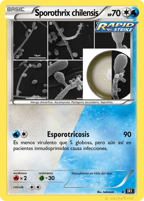 Sporothrix chilensis